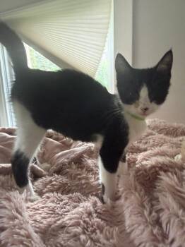 Queen -  Domestic Short Hair Cat for Adoption in Shrewsbury, Massachusetts - Queen | PetCurious