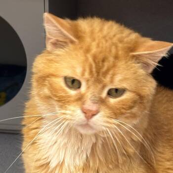 Petco Cheetos -  Domestic Short Hair and Tiger Cat for Adoption in Batavia, New York - Petco Cheetos | PetCurious