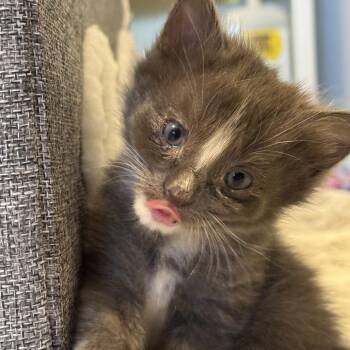 Parmesan -  Domestic Short Hair Cat for Adoption in Wichita, Kansas - Parmesan | PetCurious