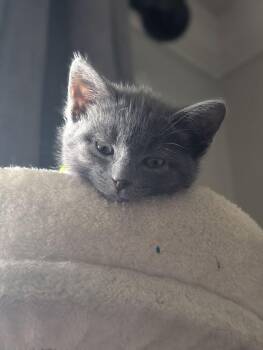 Highlighter -  Domestic Short Hair Cat for Adoption in West Mifflin, Pennsylvania - Highlighter | PetCurious