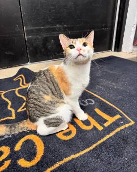 Rescue Domestic Short Hair Cats for Adoption in Levittown, Pennsylvania - Julia | PetCurious