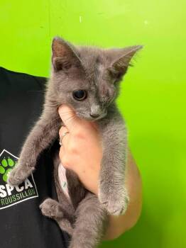 Harley -  Domestic Short Hair Cat for Adoption in Delson, Quebec - Harley | PetCurious