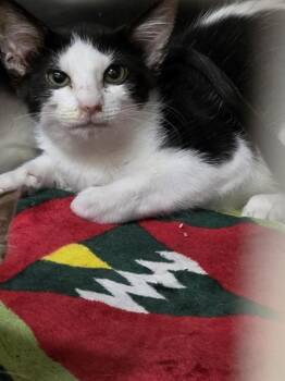 BLAIR -  Domestic Short Hair Cat for Adoption in Aliquippa, Pennsylvania - BLAIR | PetCurious