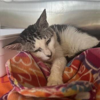 Domestic Short Hair Cats Available for Adoption in Lakeland, Florida - Oliver | PetCurious