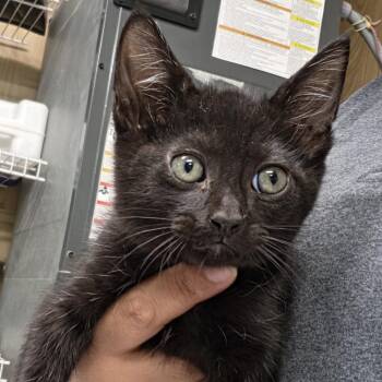 Mr. Whiskerton -  Domestic Short Hair Cat for Adoption in Leander, Texas - Mr. Whiskerton | PetCurious