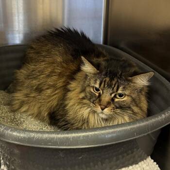 Paws -  Domestic Long Hair Cat for Adoption in Las Vegas, Nevada - Paws | PetCurious