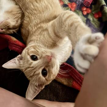 Rescue Tabby Cats for Adoption in Sacramento, California - Quinn & Murphy (bonded Pair) | PetCurious