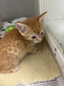 Cider 701-26 -  Domestic Short Hair Cat for Adoption in Cumming, Georgia - Cider 701-26 | PetCurious