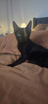 Redwood -  Domestic Short Hair Cat for Adoption in Duxbury, Massachusetts - Redwood | PetCurious