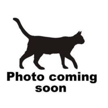 Clay -  Domestic Short Hair Cat for Adoption in Gadsden, Alabama - Clay | PetCurious