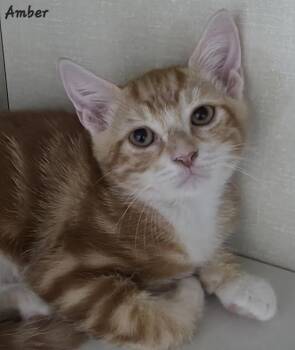 Amber -  Domestic Short Hair Cat for Adoption in Key Largo, Florida - Amber | PetCurious
