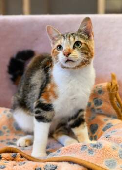 Rescue Calico Cats for Adoption in Bowling Green, Ohio - Zoe | PetCurious