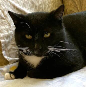 Charlie - Personality Plus -  Domestic Short Hair Cat for Adoption in Durham, Connecticut - Charlie - Personality Plus | PetCurious