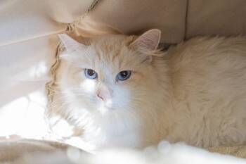 Rescue Domestic Long Hair Cats for Adoption in Boise, Idaho - Cashmere | PetCurious