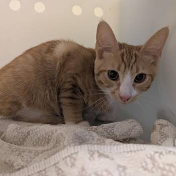 Paul Blart -  Domestic Short Hair Cat for Adoption in Pasadena, California - Paul Blart | PetCurious