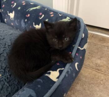 TOFFEE -  Domestic Short Hair Cat for Adoption in Hagerstown, Maryland - TOFFEE | PetCurious