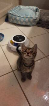 Bailey -  Domestic Short Hair Cat for Adoption - Bailey | PetCurious