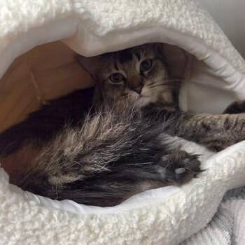 Dior -  Domestic Short Hair Cat for Adoption in Worcester, Massachusetts - Dior | PetCurious