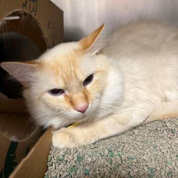 NUBE -  Domestic Long Hair Cat for Adoption in St. Louis, Missouri - NUBE | PetCurious