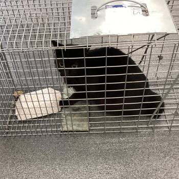 Dixie Belle -  Domestic Long Hair Cat for Adoption in Montgomery, Alabama - Dixie Belle | PetCurious