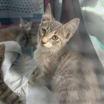 Phyla -  Domestic Short Hair Cat for Adoption - Phyla | PetCurious