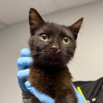 Domestic Short Hair Cats Available for Adoption in Watertown, New York - Coconut | PetCurious