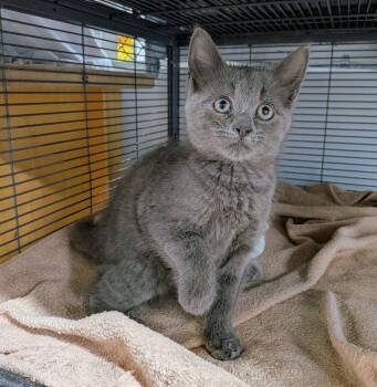 MITTZIE -  Domestic Short Hair Cat for Adoption in Delhi, Ontario - MITTZIE | PetCurious