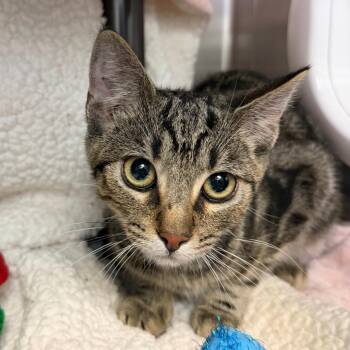 Pippin -  Domestic Short Hair Cat for Adoption in Las Vegas, Nevada - Pippin | PetCurious
