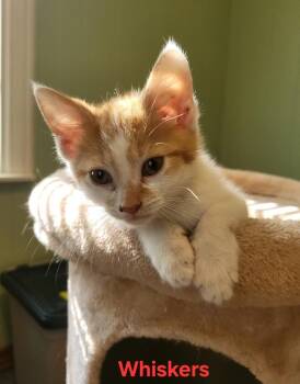 Whiskers -  Domestic Short Hair Cat for Adoption in Newaygo, Michigan - Whiskers | PetCurious