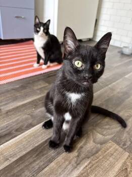 Cake -  Domestic Short Hair Cat for Adoption - Cake | PetCurious