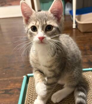Shasta -  Domestic Short Hair Cat for Adoption in Lancaster, Pennsylvania - Shasta | PetCurious