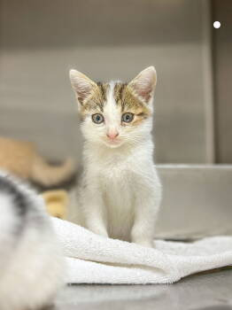 Rescue Domestic Short Hair Cats for Adoption in Sanford, North Carolina - Count Chocula | PetCurious