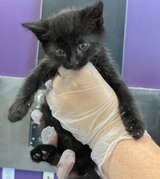 *Greeble* -  Domestic Medium Hair Cat for Adoption in Salt Lake City, Utah - *Greeble* | PetCurious