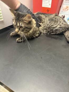 TIM -  Domestic Medium Hair Cat for Adoption in Minneapolis, Minnesota - TIM | PetCurious