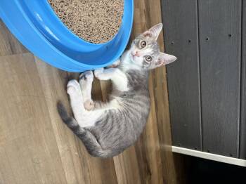 Button-Bright -  Domestic Short Hair Cat for Adoption in Asheville, North Carolina - Button-Bright | PetCurious