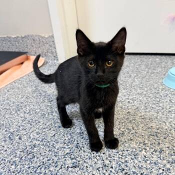 Drake -  Domestic Short Hair Cat for Adoption in Great Falls, Montana - Drake | PetCurious