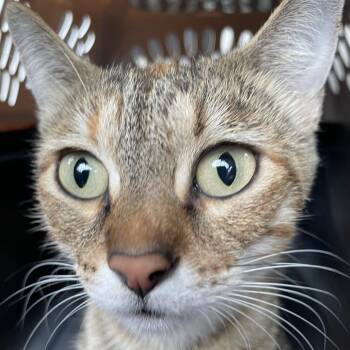 Carol -  Domestic Short Hair Cat for Adoption in Eureka Springs, Arkansas - Carol | PetCurious