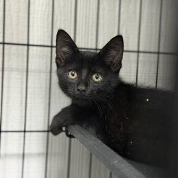 Anakin -  Domestic Short Hair Cat for Adoption in Edmond, Oklahoma - Anakin | PetCurious