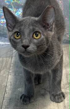 Dazzle -  Domestic Short Hair Cat for Adoption in Shreveport, Louisiana - Dazzle | PetCurious