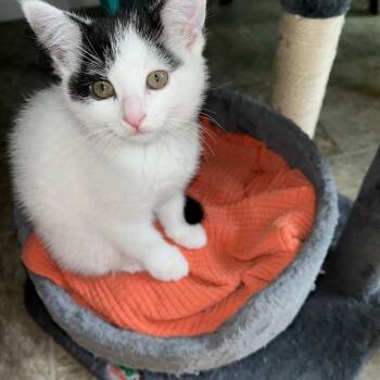 Rescue Domestic Short Hair Cats for Adoption in Midland, Michigan - Ruby - Courtesy Post | PetCurious