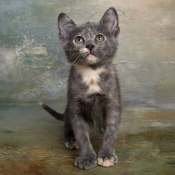 Kiwi - Quiet Little Observer - Coming Soon -  Dilute Tortoiseshell and Domestic Short Hair Cat for Adoption in League City, Texas - Kiwi - Quiet Little Observer - Coming Soon | PetCurious