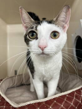 Rescue Domestic Short Hair Cats for Adoption in Rockaway, New Jersey - Elektra RM | PetCurious
