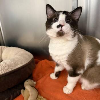 Domestic Short Hair Cats Available for Adoption in Jackson, Michigan - Odysseus | PetCurious