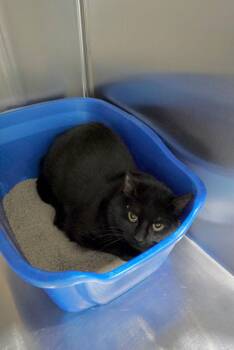 Domestic Short Hair Cats Available for Adoption - Frodo | PetCurious