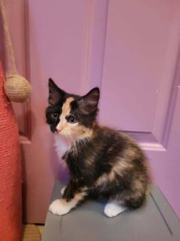 Stasia -  Domestic Medium Hair Cat Available for Adoption in Candler, North Carolina - Stasia | PetCurious