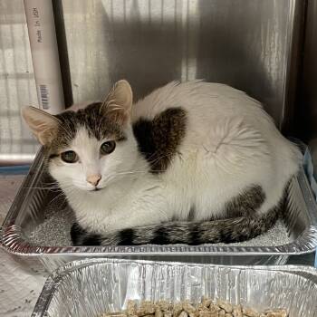 Rescue Domestic Short Hair Cats for Adoption in Kanab, Utah - Lorde | PetCurious