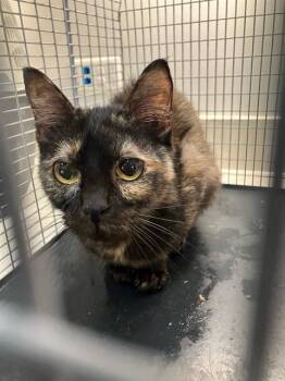 Rescue Domestic Short Hair Cats for Adoption in Baytown, Texas - ERINA | PetCurious