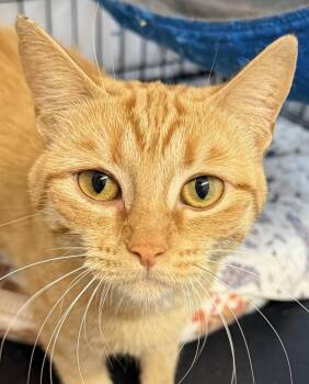 Rescue Domestic Short Hair Cats for Adoption in Ontario, Oregon - Princess | PetCurious