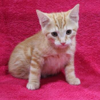 Jeremiah -  Domestic Medium Hair Cat for Adoption in Vacaville, California - Jeremiah | PetCurious