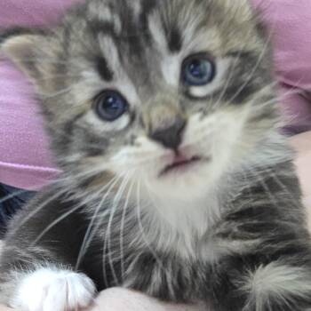 American Shorthair Cats Available for Adoption in Beaverton, Oregon - Hook | PetCurious